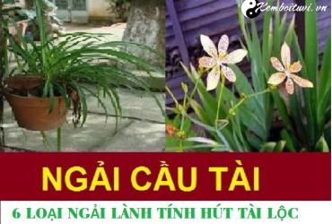 6 LOẠI NGẢI LÀNH TÍNH HÚT TÀI LỘC