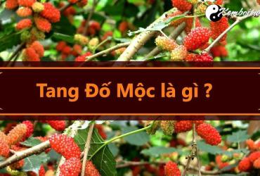 Mệnh Tang Đố Mộc có nghĩa là gì?