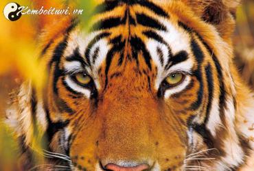 Khám Phá Con Số May Mắn Cho Tuổi Canh Dần 1950 – Bí Quyết Chọn Sim Phong Thủy Đổi Vận