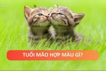 Sinh năm 1951 hợp màu gì? Khám phá màu sắc may mắn cho tuổi Tân Mão