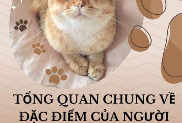 Sinh năm 1951 mệnh gì? Toàn diện về tử vi phong thủy tuổi Tân Mão