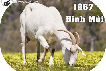 Sinh năm 1967 hợp màu gì? Giải mã màu sắc phong thủy cho tuổi Đinh Mùi