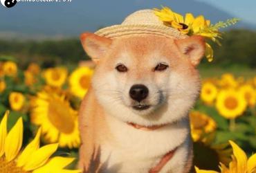 Tuổi Xông Đất Phù Hợp Cho Gia Chủ Sinh Năm 1958