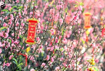 Cây Phong Thủy Chưng Tết - Biến Không Gian Sống Thành Nguồn Năng Lượng May Mắn