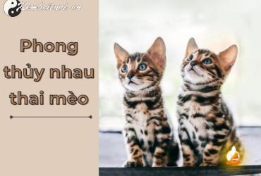 Nhau Mèo Trong Phong Thủy: Bí Mật Ẩn Giấu Giúp Chiêu Tài Lộc Và Xua Đuổi Âm Khí