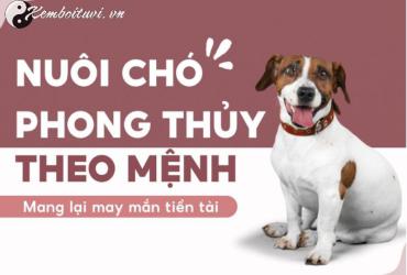 Bí Quyết Nuôi Chó Phong Thủy Mang Tài Lộc Và Bình An Cho Gia Đình