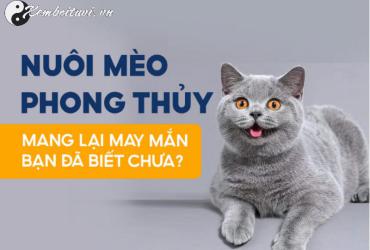 Nuôi Mèo Phong Thủy - Bí Quyết Mang Tài Lộc Và Bình An Vào Ngôi Nhà