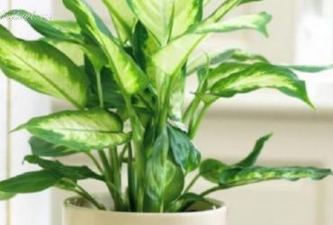 7 Loại Cây Phá Hủy Tài Lộc Và Sức Khỏe Gia Đình Bạn