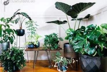 10 Loại Cây Trừ Tà Mạnh Nhất – Bảo Vệ Gia Đình Khỏi Năng Lượng Tiêu Cực