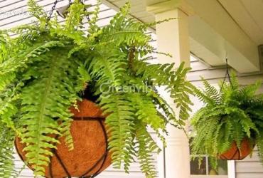 Ý Nghĩa Cây Dương Xỉ Trong Phong Thủy