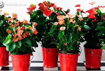 Đặt Cây Hồng Môn Đúng Chỗ Này, Tiền Bạc Ào Ào Đổ Về Trong 7 Ngày