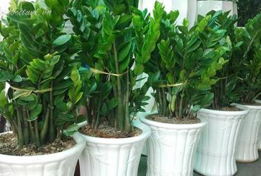 Sắm Cây Kim Tiền Này, Tiền Bạc Sẽ Tự Động Chảy Vào Nhà Bạn Từ 5 Hướng!