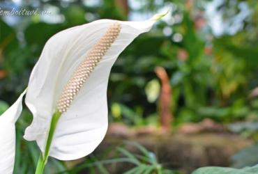 Bí Mật Cây Lan Ý: Phát Tài Chỉ Sau 7 Ngày Đặt Đúng Vị Trí Phong Thủy