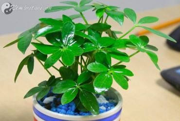 Bí Mật Phong Thủy: Cây Ngũ Gia Bì Giúp Thu Hút Tài Lộc Và Xua Đuổi Vận Xui Cho Nhà Bạn