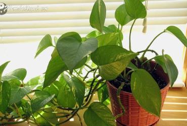 Tiết Lộ Bí Mật: Đặt Cây Trầu Bà Đúng Vị Trí Thu Hút Tài Lộc Gấp 3 Lần