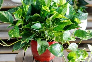 Vạn Niên Thanh – Cây Phong Thủy Hút Tài Lộc, Gia Đạo Bình An, Vượng Khí Dồi Dào!