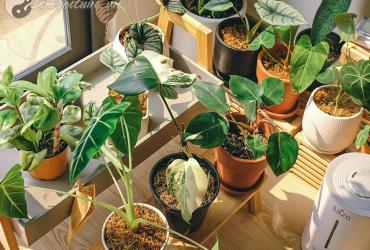 Cây Phong Thủy Giúp Hút Tài Lộc, Hóa Giải Vận Xui – Bạn Đã Chọn Đúng Chưa?