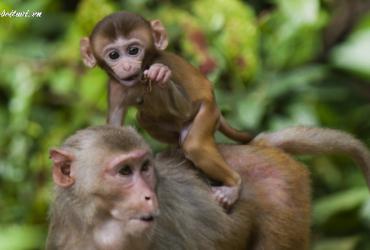 Bí Quyết Chọn Người Xông Đất Hợp Mệnh Cho Gia Chủ Tuổi Thân