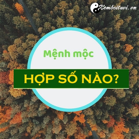 Mệnh Mộc hợp số nào Con số may mắn phù hợp nhất cho