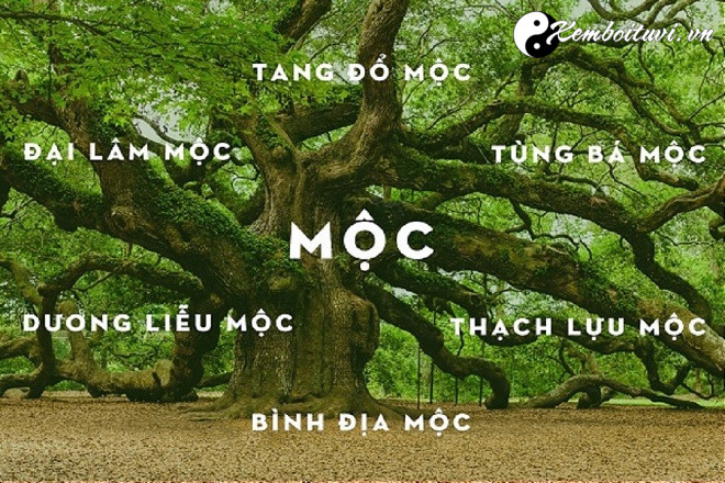 Người mệnh Mộc sinh năm nào?