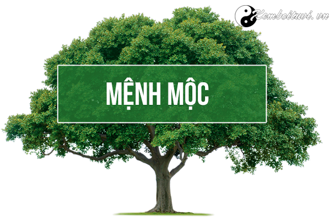 Người mệnh Mộc kỵ màu gì