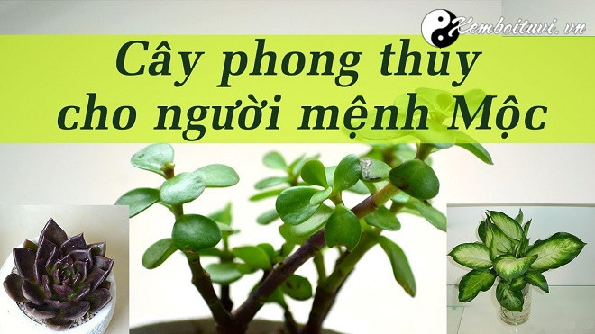 Người mệnh Mộc sinh năm nào?