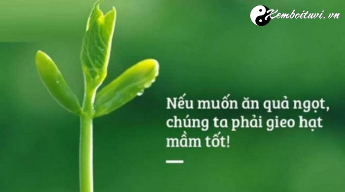 Luật nhân quả ẩn trong Thần số học gieo hạt