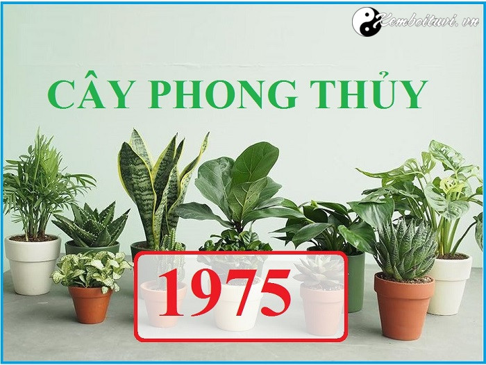 Năm 1975 là năm con gì Sinh năm 1975 là mệnh gì Tuổi gì