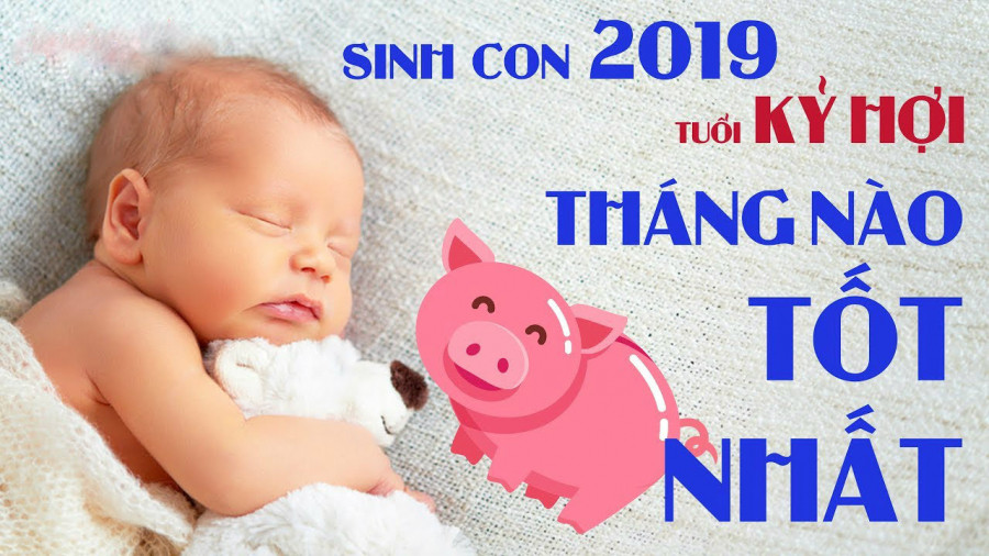 Năm 2019 là năm con gì? Sinh năm 2019 là mệnh gì? Tuổi gì ?