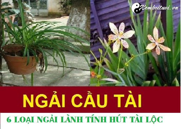 top-6-loai-ngai-lanh-tinh-hut-tai-loc-may-man-de-trong