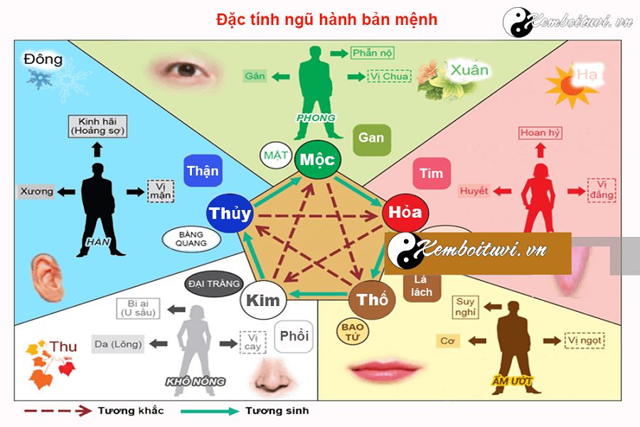 bat-tu-ngu-hanh-la-gi-ung-dung-cua-ngu-hanh-trong-bat-tu