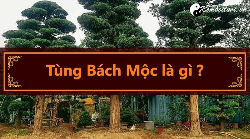 menh-tung-bach-moc-nghia-la-gi