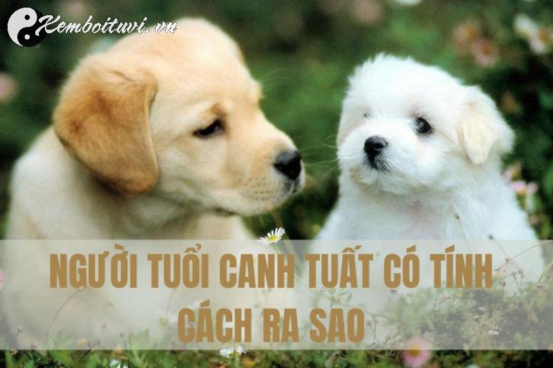 Sinh Năm 1970 Canh Tuất Mệnh Gì? Bí Ẩn Vận Mệnh Tuổi Chó