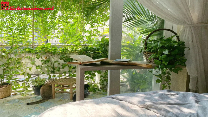 Cây Phong Thủy Cho Người Tuổi Dần - Chọn Cây Theo Mệnh Và Bản Mệnh