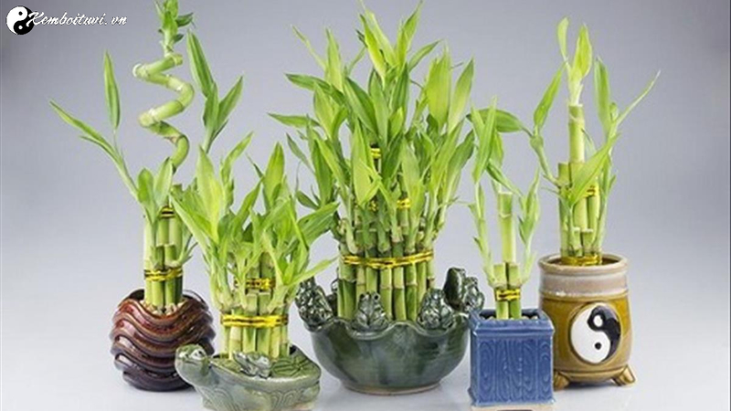 C&acirc;y Phong Thủy Để B&agrave;n L&agrave;m Việc - Ch&igrave;a Kh&oacute;a Khai Mở Vận Kh&iacute; Thịnh Vượng