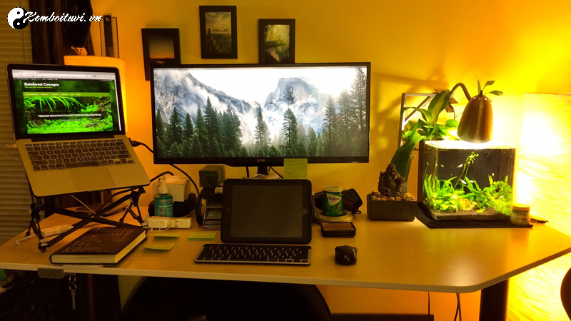 C&acirc;y Phong Thủy Để B&agrave;n L&agrave;m Việc - Ch&igrave;a Kh&oacute;a Khai Mở Vận Kh&iacute; Thịnh Vượng