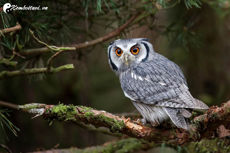 C&uacute; M&egrave;o Phong Thủy: &Yacute; Nghĩa V&agrave; C&aacute;ch Đặt Đ&uacute;ng