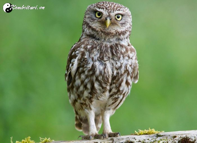 C&uacute; M&egrave;o Phong Thủy: &Yacute; Nghĩa V&agrave; C&aacute;ch Đặt Đ&uacute;ng