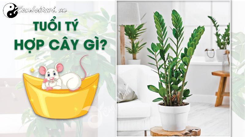 Bí Quyết Chọn Cây Phong Thuỷ Hợp Tuổi Tý: Hút Lộc, Đón May Mắn Tự Nhiên