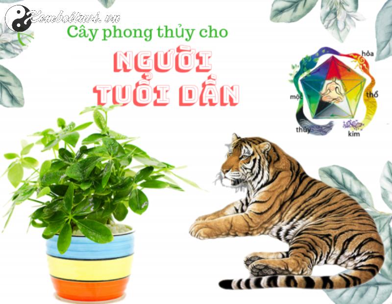 Bí Quyết Chọn Cây Phong Thuỷ Hợp Tuổi Dần: Kích Hoạt Sức Mạnh Và May Mắn