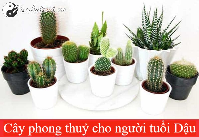 Cách Chọn Cây Phong Thuỷ Hợp Tuổi Dậu: Tăng Tài Lộc, Thu Hút May Mắn