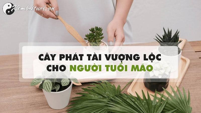 Bí Quyết Chọn Cây Phong Thuỷ Hợp Tuổi Mão: Đón Tài Lộc, Tăng Bình An