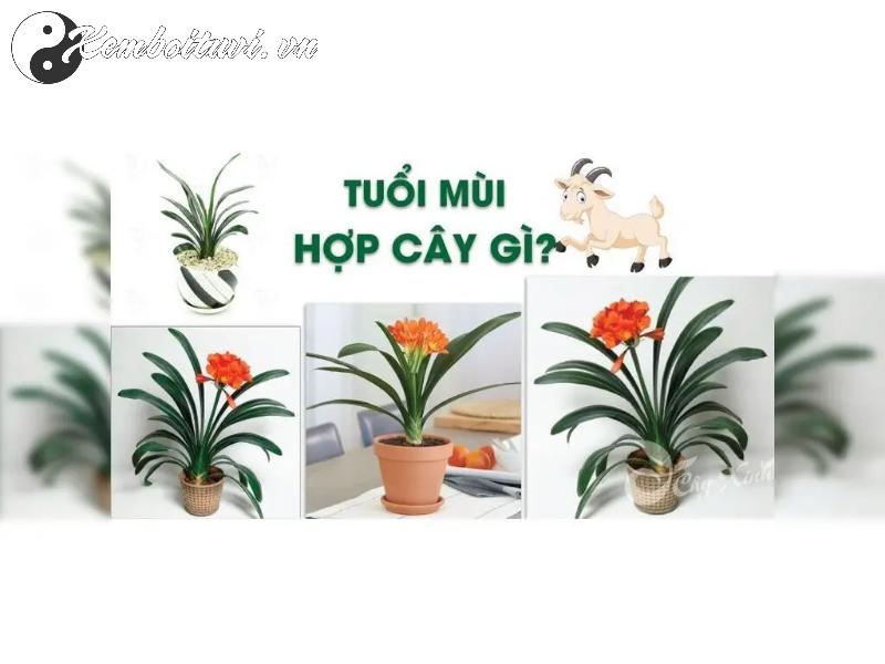 Cây Phong Thuỷ Hợp Tuổi Mùi: Thu Hút May Mắn, Cân Bằng Cuộc Sống