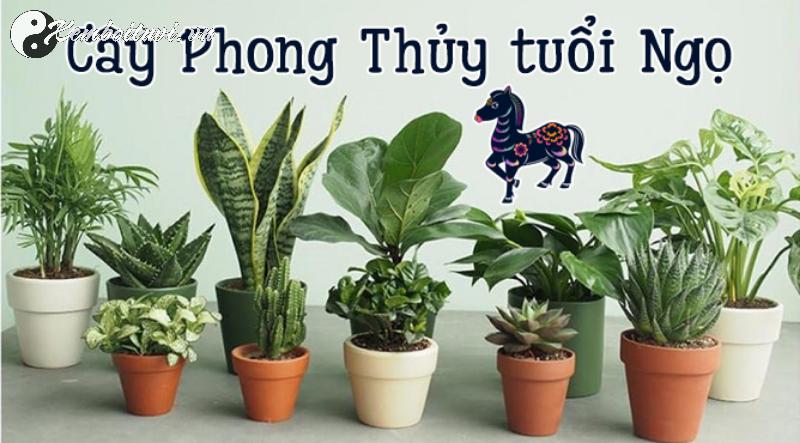 Bí Quyết Chọn Cây Phong Thuỷ Hợp Tuổi Ngọ: Hút Tài Lộc, Đón Bình An