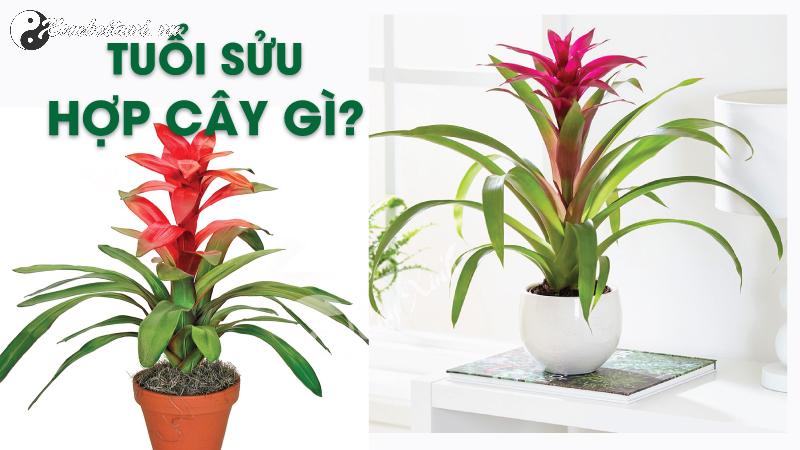 Bí Quyết Chọn Cây Phong Thuỷ Hợp Tuổi Sửu: Tăng Vượng Khí, Thu Hút Tài Lộc