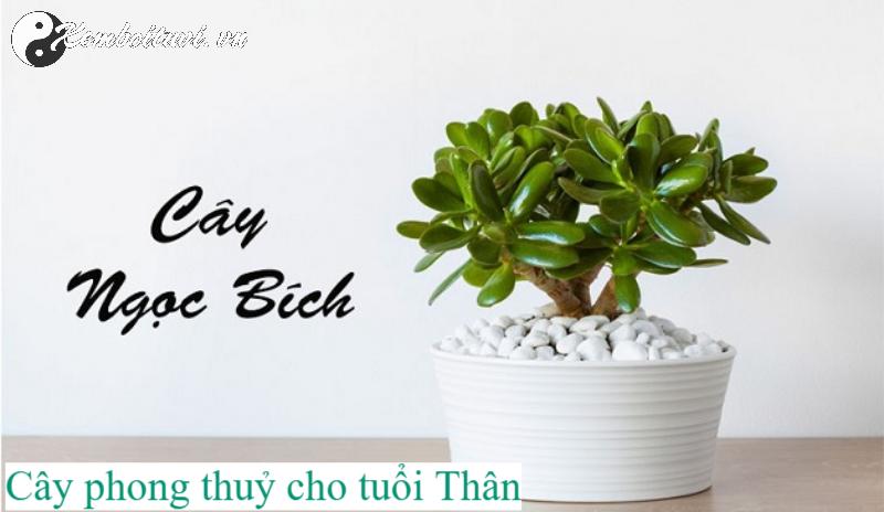 Bí Quyết Chọn Cây Phong Thuỷ Hợp Tuổi Thân: Kích Hoạt May Mắn, Hút Lộc