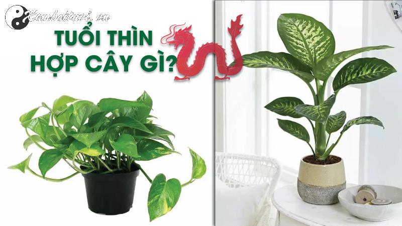 Cách Chọn Cây Phong Thuỷ Hợp Tuổi Thìn: Thu Hút Lộc Tài Và Vượng Khí