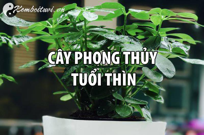 Cách Chọn Cây Phong Thuỷ Hợp Tuổi Thìn: Thu Hút Lộc Tài Và Vượng Khí