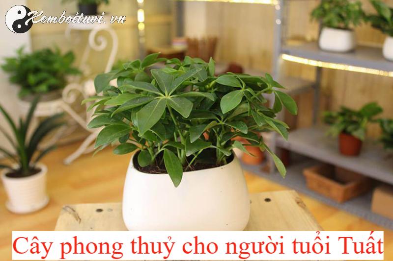 Cây Phong Thuỷ Hợp Tuổi Tuất: Mang Lại Bình An Và Tài Lộc