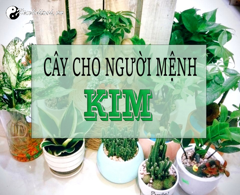 Top Cây Cảnh Phong Thủy Đem Lại Tài Lộc và May Mắn Cho Người Mệnh Kim